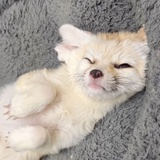 小狐狸🦊
