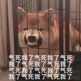 每逢猫狗倍思亲