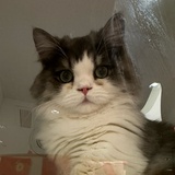 古惑猫🇩🇪