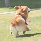 溜溜哒茶