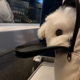 白日梦