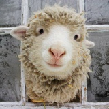 小羊嘎嘎叫🐏