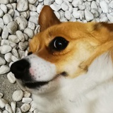 累