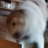 VV