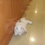 张星辰
