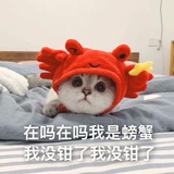 企鹅不是鹅