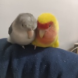 吸鸟症晚期患者
