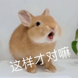 ʕ๑•ɷ•๑ʔ❀