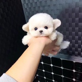 可不可以放个假