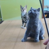 N只🐱的爸爸
