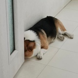 Nono
