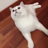霸霸
