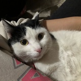 半生招摇