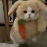 汤圆小兔