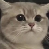 豆友218487011
