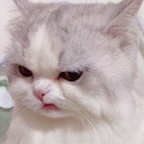 狐狸🦊