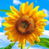 温暖向日葵