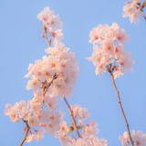 樱花味的糖葫芦