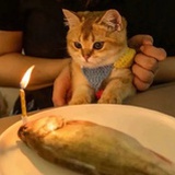 我一定会有猫的