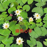 行之