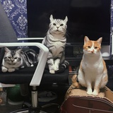 小宝儿