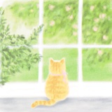 小猫大王