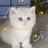武汉桃源猫屋
