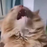 快来吃饭Y