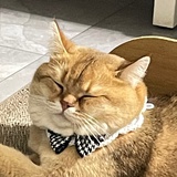 随便一片橘子