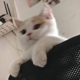 雪糕