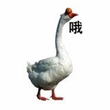 渤海靓女当富婆