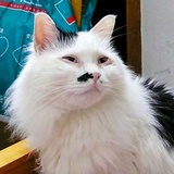 爱哭的猫