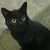 Blackcat