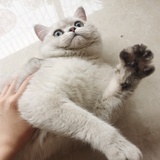 鲁卡鲁卡卡