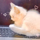 丑小鸭