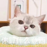 团猪不吃鱼