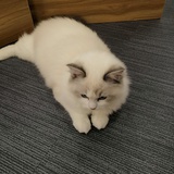 莫里卡