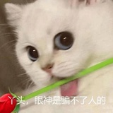 小猫上吊