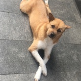 和叶（已独美