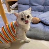 白板爹