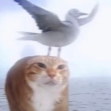 某种蔬菜