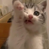 放凉的无糖拿铁