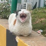米米米