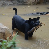 为自由献出心脏