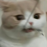 首席好运认证官