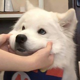 猪耶猪耶