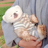阴阳怪气