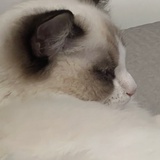 姓胡