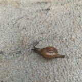 larrylu