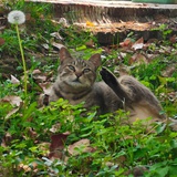 黑足猫激推